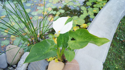Calla © Mathias Karner