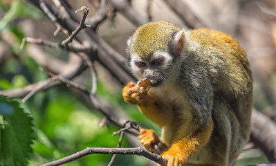 Close up portrait of squirrel monkey Saimiri sciureus sitting and eating on a tree branch