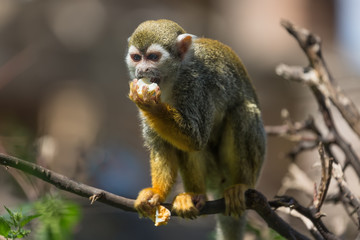 Close up portrait of squirrel monkey Saimiri sciureus sitting and eating on a tree branch
