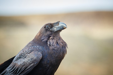 Common Raven sitting on a wooden beam, close up