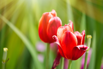Colorful spring red tulip flowers with sunlight