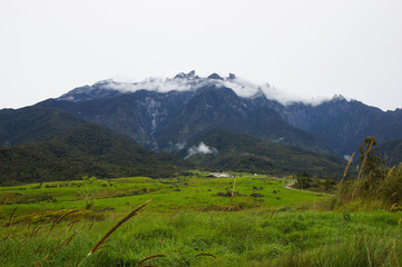 The view of dairy cows grazing and laying over hilly green field area. Dairy farm of Kundasang, Sabah, Malaysia.