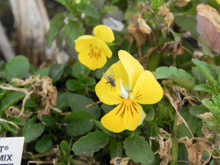 fly on a yellow pansy