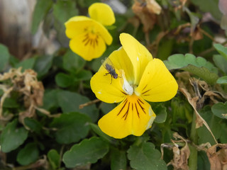 fly on a yellow pansy