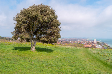Fototapeta na wymiar Tree on hill and overview of eastbourne, east sussex, england united kingdom