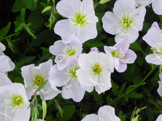 cluster of evening primrose