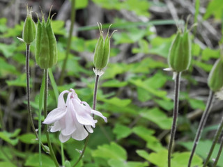 small white flowers in tall grass