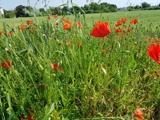 Mohn