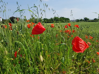 Mohn