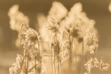 Reeds agains the sun