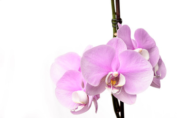 Pinke Phalaenopsis Orchidee isoliert vor weißem Hintergrund