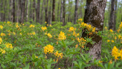 Rhododendron luteum (yellow azalea or honeysuckle).