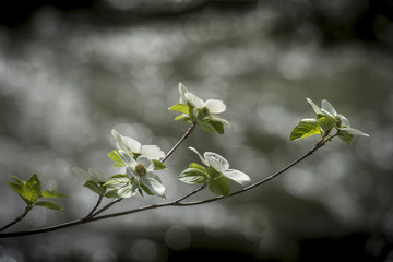 Dogwood Flowers and Merced River