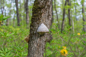 The tinder fungus on mossy oak.