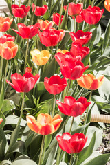 Red and yellow tulips on a flower bed with a sunny day.