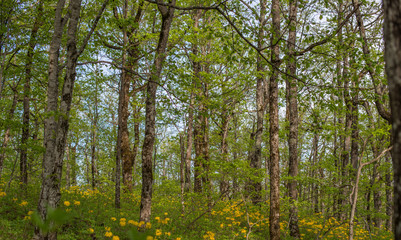 Forest landscape. Oak grove.