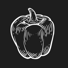 Paprika pepper, chilly spice Vector hand drawn vector illustration. Fresh organic vegetable, hot sweet pepper in engraved style. Detailed food drawing. For label, poster, print. isolated on black