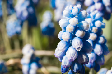 Muscari flowers Blue Magic aucheri macro view.