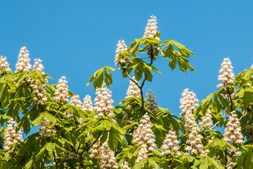 Blossoming Chestnut Tree against clear blue sky.