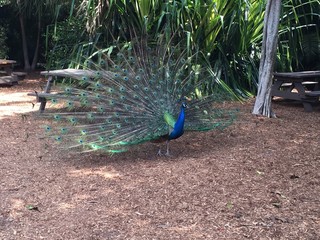 Obraz premium peacock