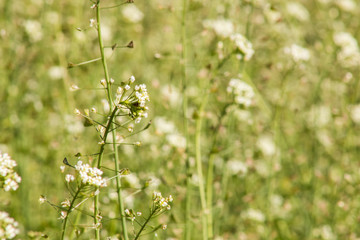 Capsella bursa pastoris on a sunny day