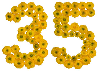 Arabic numeral 35, thirty five, from yellow flowers of buttercup, isolated on white background