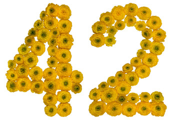 Arabic numeral 42, forty two, from yellow flowers of buttercup, isolated on white background