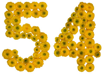 Arabic numeral 54, fifty four, from yellow flowers of buttercup, isolated on white background