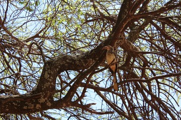 Fototapeta na wymiar Hornbill, South Africa