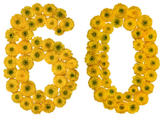 Arabic numeral 60, sixty, from yellow flowers of buttercup, isolated on white background
