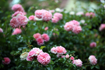 rosa Kletterrose