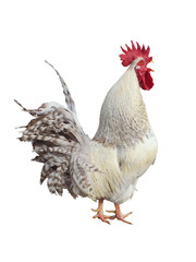 White rooster sings cock-a-doodle-doo