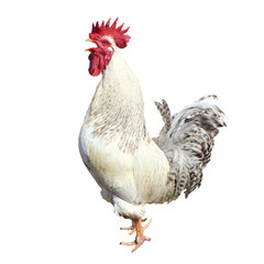 White rooster sings cock-a-doodle-doo