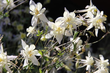 Columbine Colorado State Flower