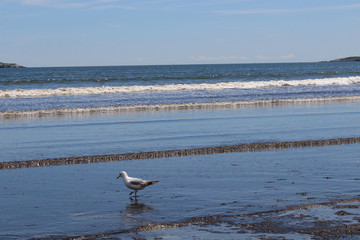 Bird and sea