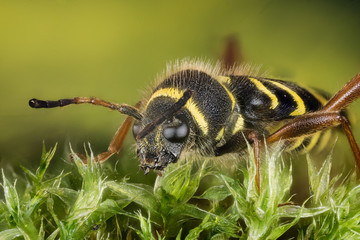 Focus Stacking - Wasp Beetle, Beetle, Clytus arietis