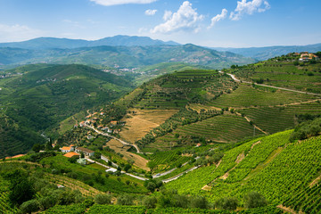 Fototapeta na wymiar Vineyards on a hills. Panorama of the Douro Valley, Portugal.