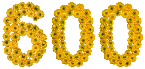Arabic numeral 600, six hundred, from yellow flowers of buttercup, isolated on white background