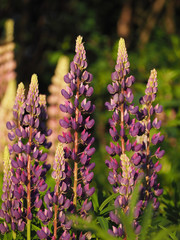 Flowers  lupine blossom pink close up