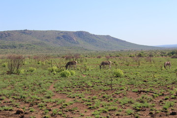 African landscape
