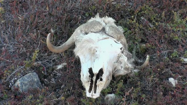Skull of musk-ox sheep in mountains of cold deserted Arctic. Unique wild animal. Travel in calm and silence of cold polar north. Wilderness area.