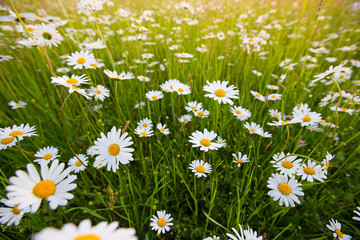 Chamomile field flowers. Spring daisy on meadow.