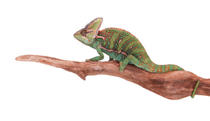 Veiled chameleon (chamaeleo calyptratus) close-up.