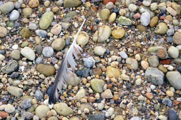 Bird Feather On Beach Stones 