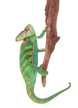 Veiled chameleon (chamaeleo calyptratus) close-up.