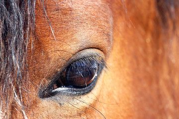 Nahaufnahme vom den Auge eines braunen Pferdes