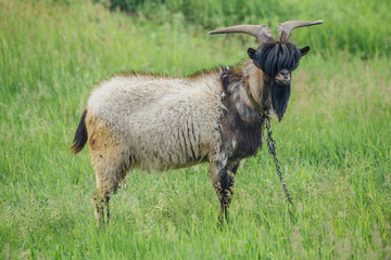 Stylish goat with bang and beard on background of green meadow. Could be used as livejournal Goat...