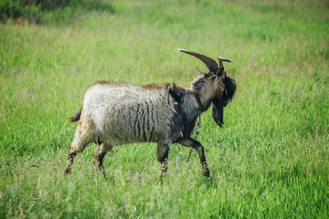 Naklejka na ściany i meble Stylish goat with bang and beard on background of green meadow. Could be used as livejournal Goat Frank concept