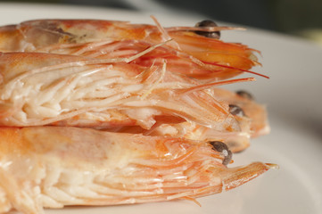 shrimps