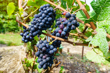 Close up vine grapes in champagne region in autumn harvest, Reims, France